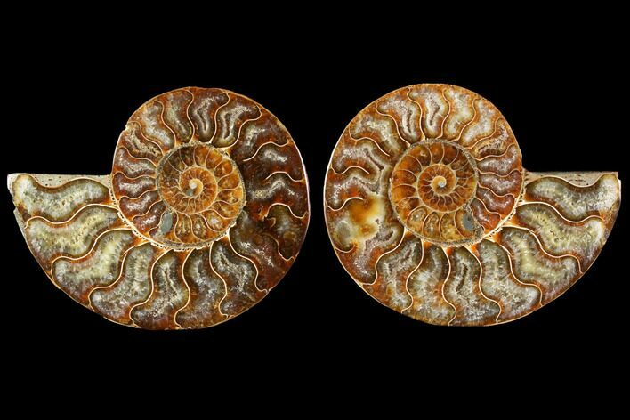 Sliced Ammonite Fossil - Agatized #114865